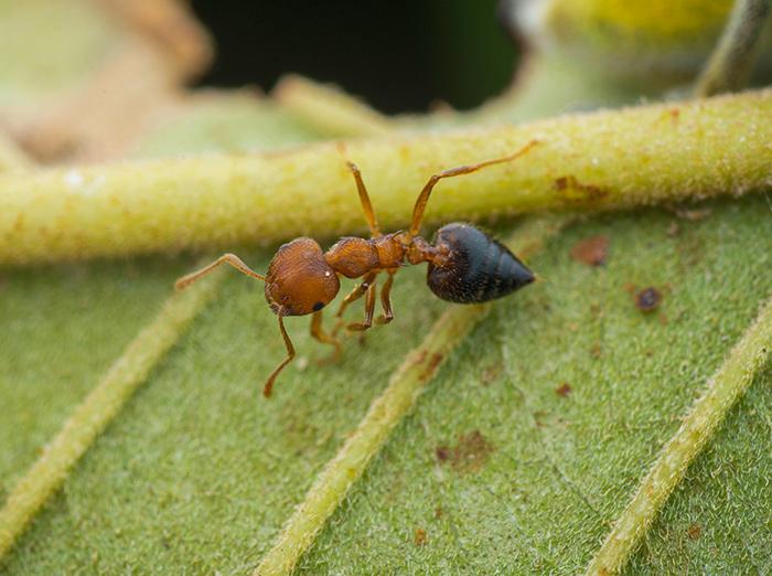 acrobat ant crawling on a leaf