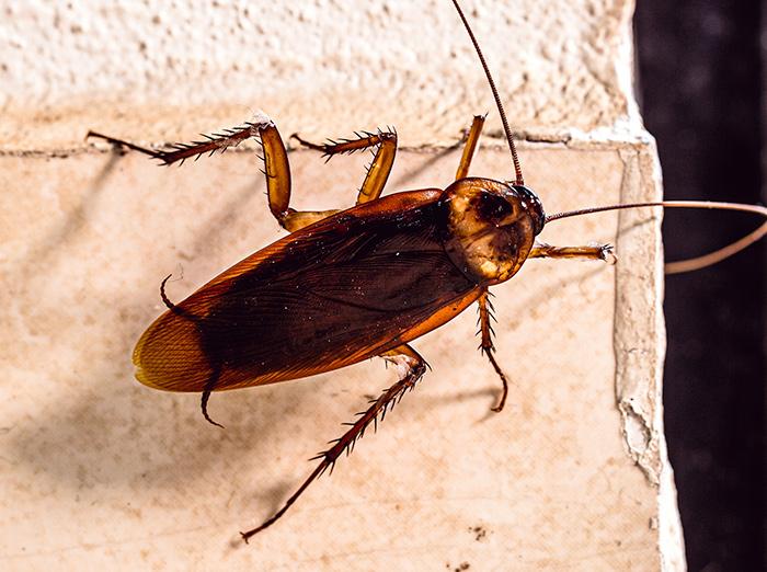 Reddish brown American cockroach crawling on wall