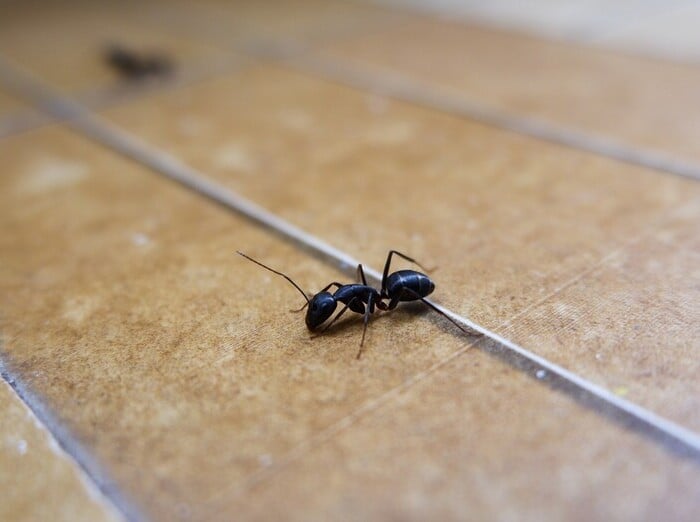 bed bug exterminator treating bed