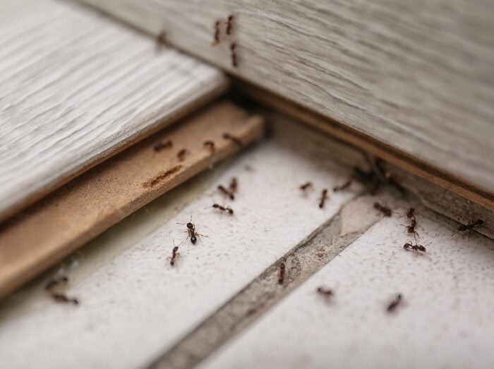 adult bed bugs on mattress seams in home