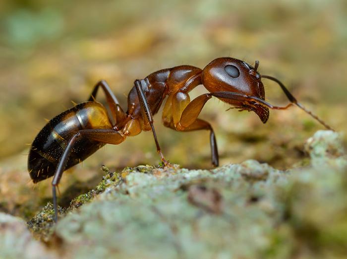 argentine ant crawling outside of home