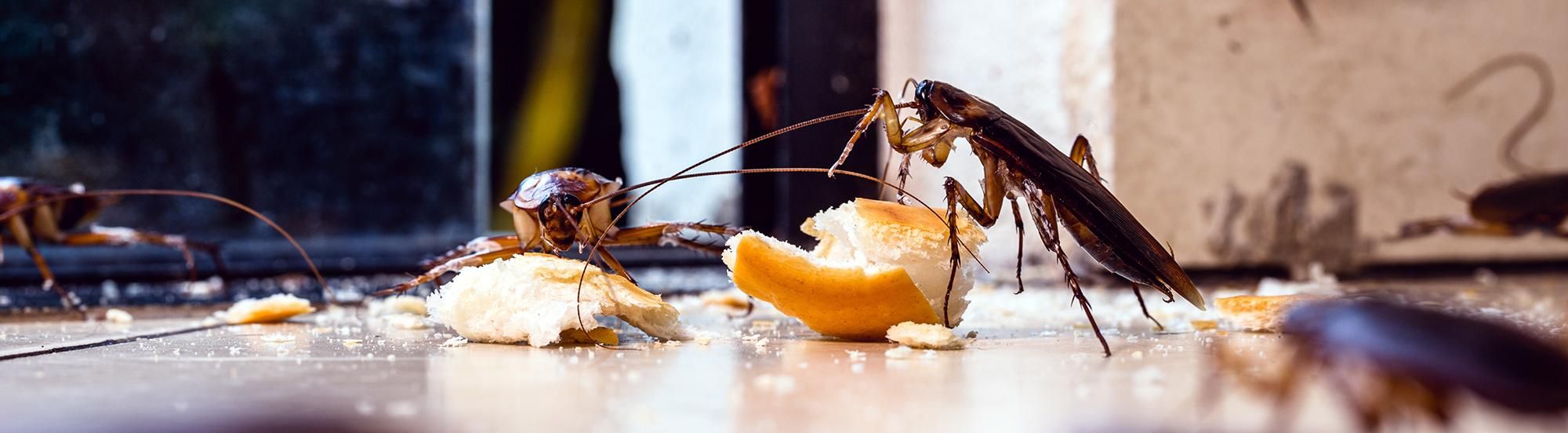 American cockroaches eating crumbs on kitchen floor