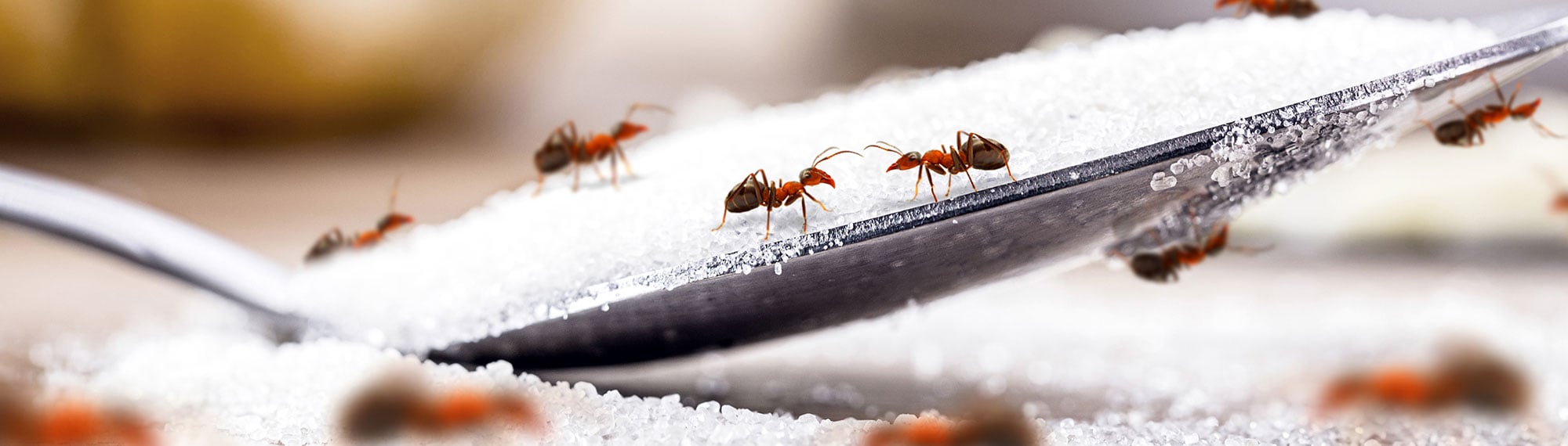 ants crawling on spoon full of sugar
