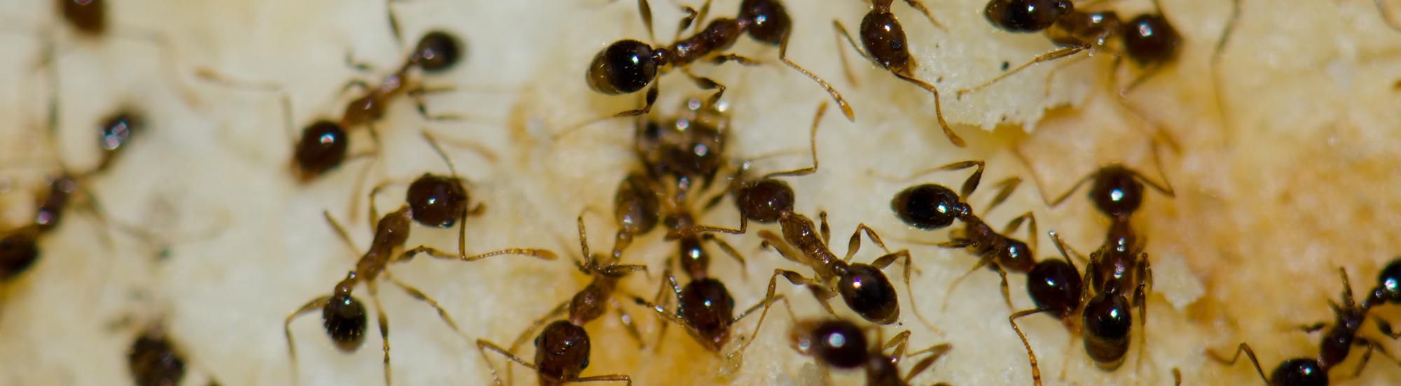 argentine ants searching for food