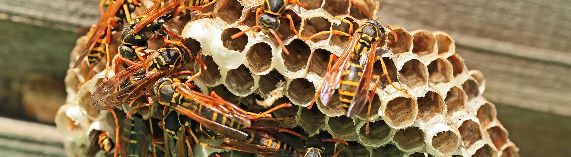 paper wasps building nest