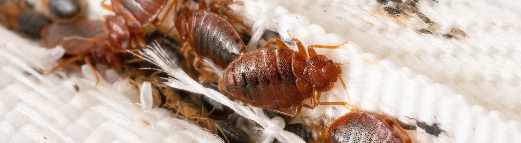 bed bugs crawling near mattress seam