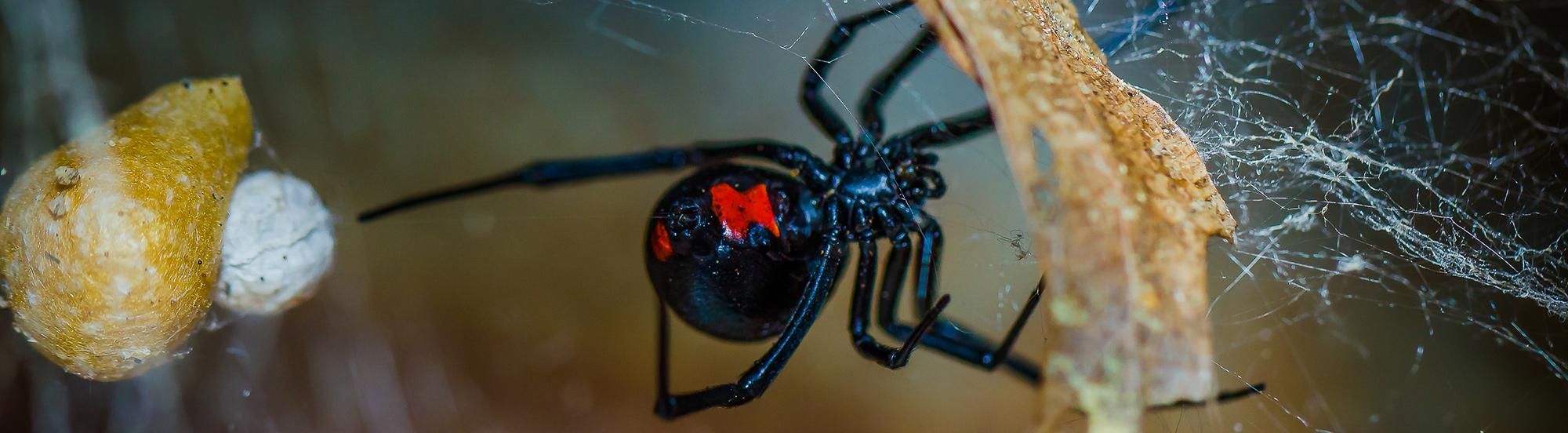 black widow spider building web