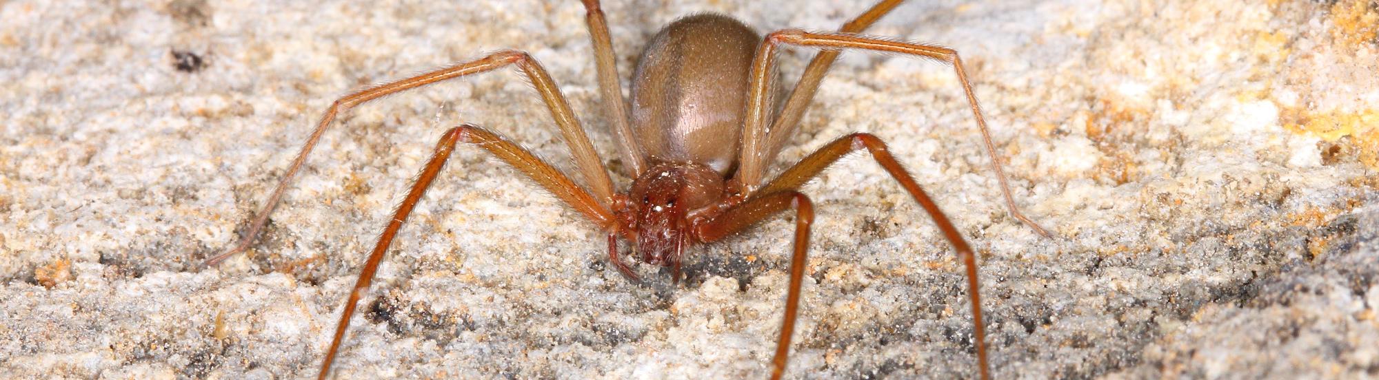 brown recluse spider in midwest home