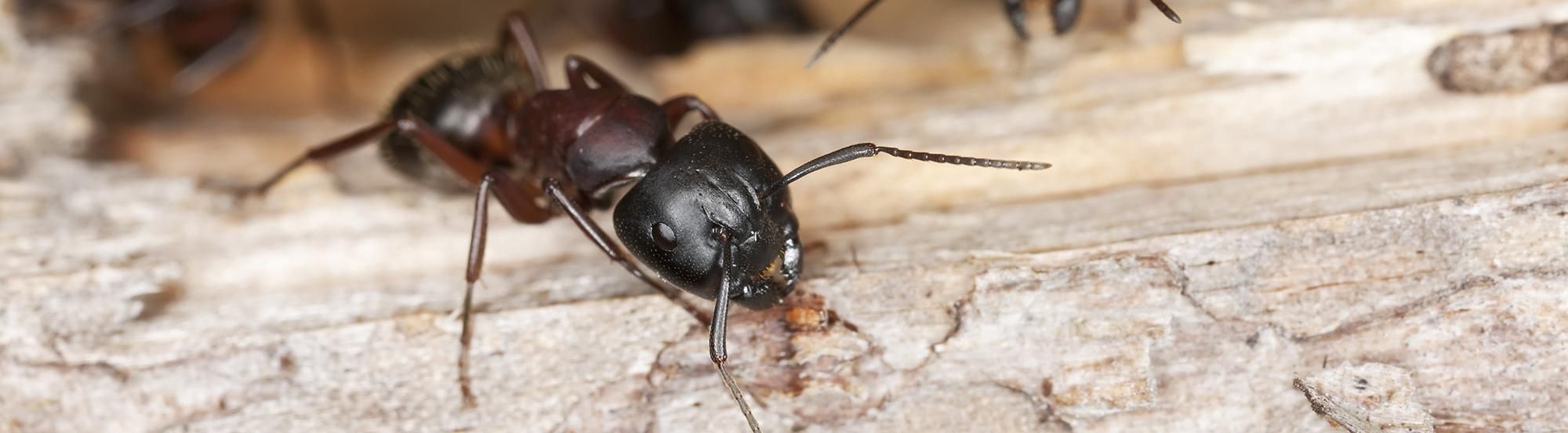 large black ant damaging wood