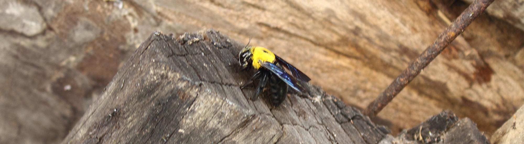 carpenter bee