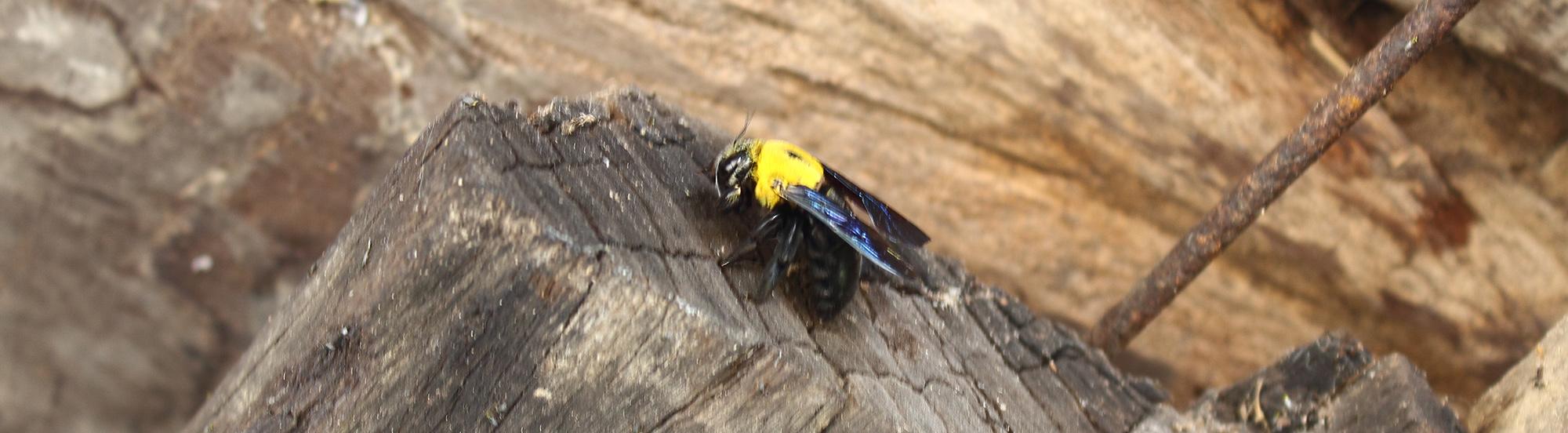 carpenter bee drilling into a stump