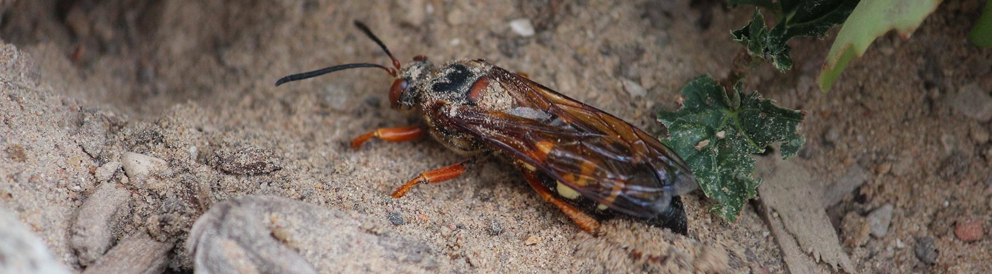 cicada killer wasp in dry soil
