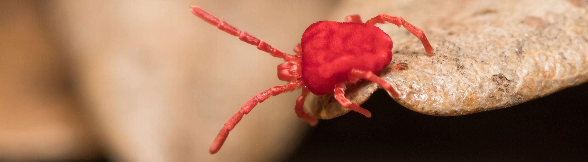 clover mite on plant
