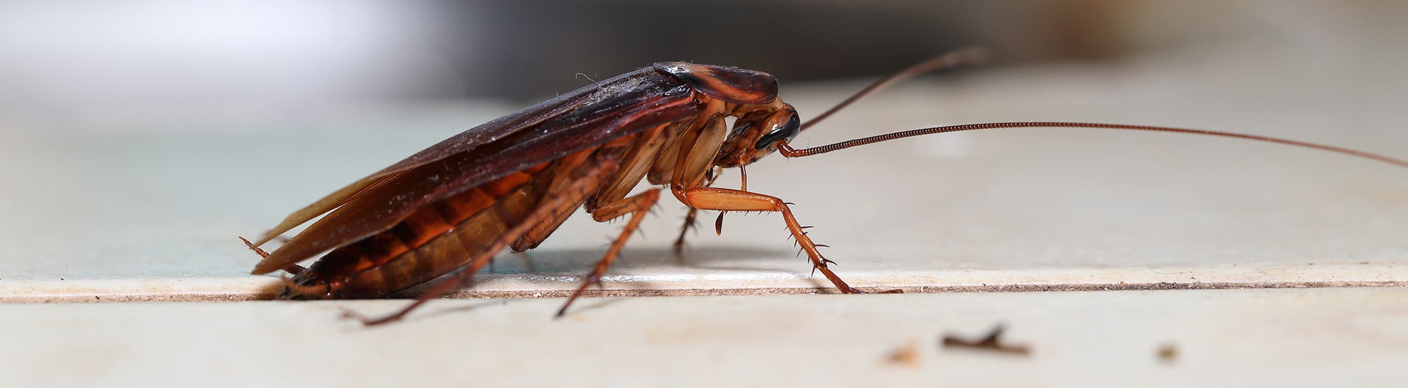 roach crawling across counter in omaha home