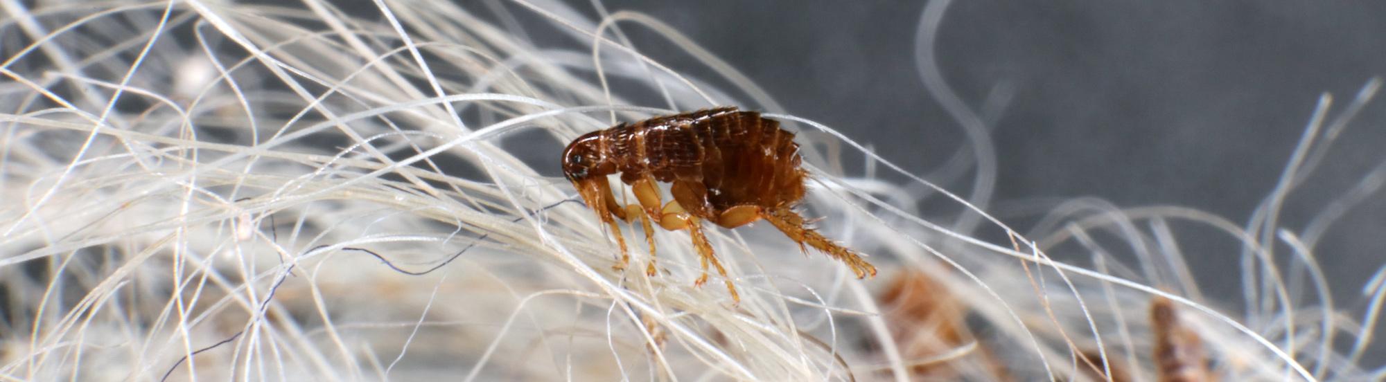 fleas on animal