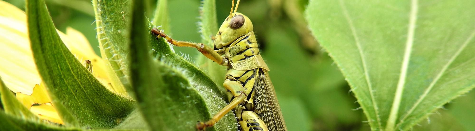 grasshopper crawling on plants