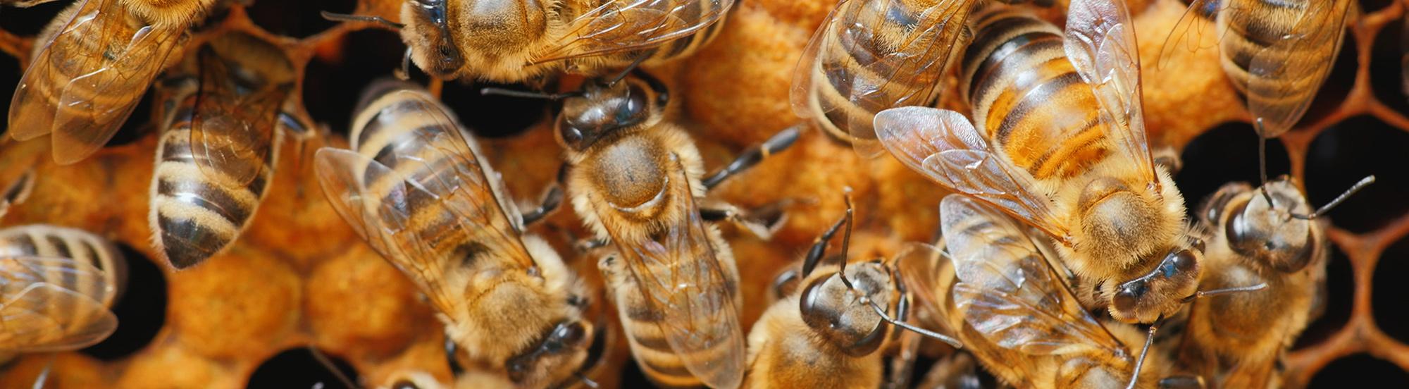 honey bees in nest
