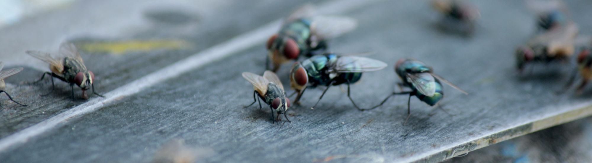 house flies resting on surface
