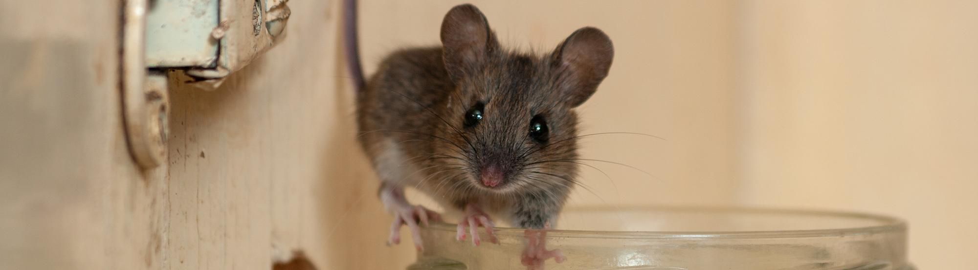 house mouse searching for food and water in midwest home
