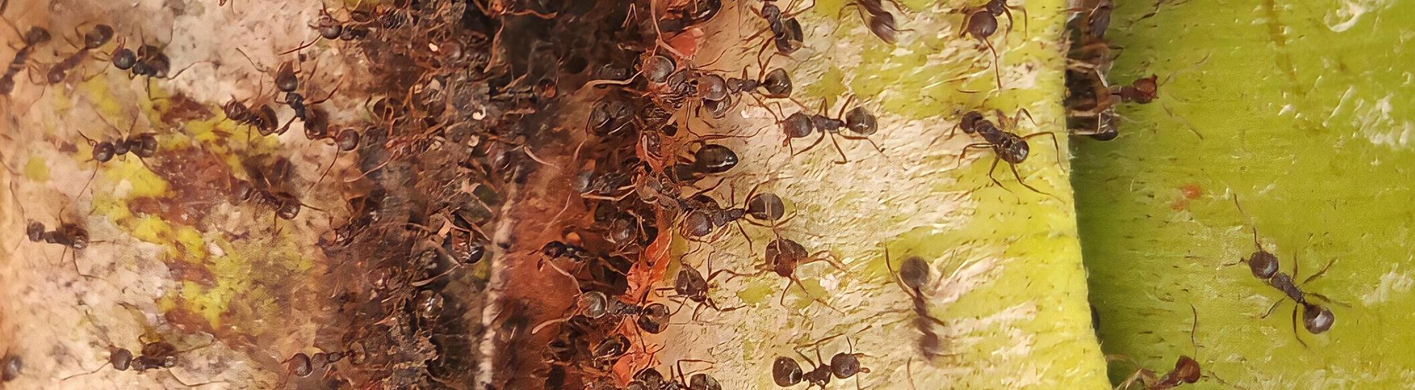 little black ants foraging for food