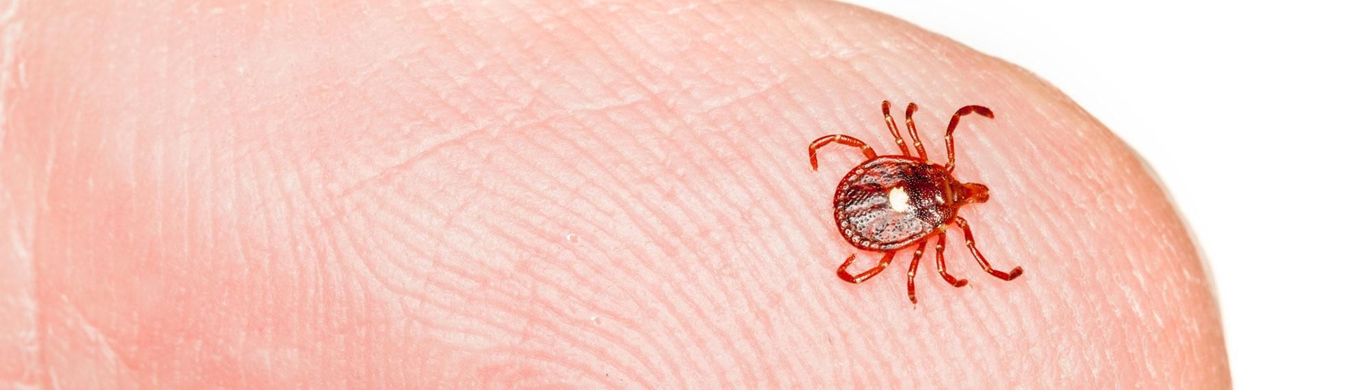 lone star tick crawling on finger