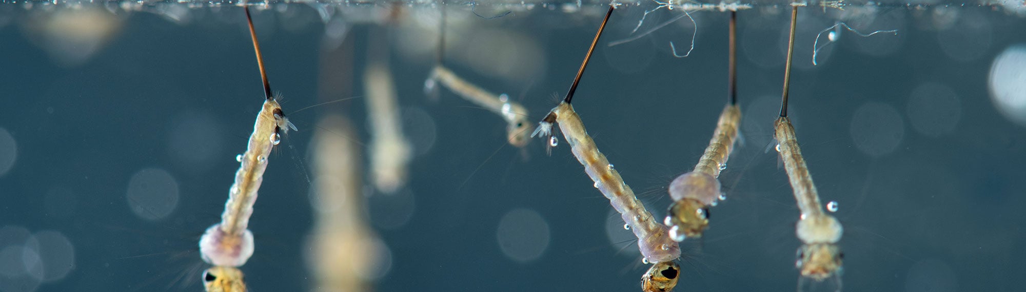 mosquito larvae in standing water in omaha