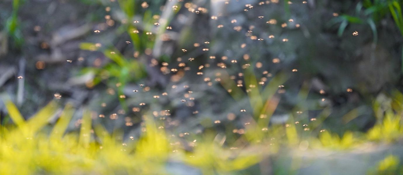 mosquitoes flying around yard