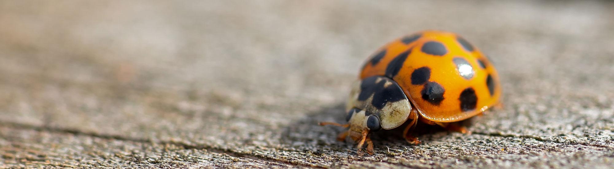 multicolored Asian lady beetle crawling across driveway