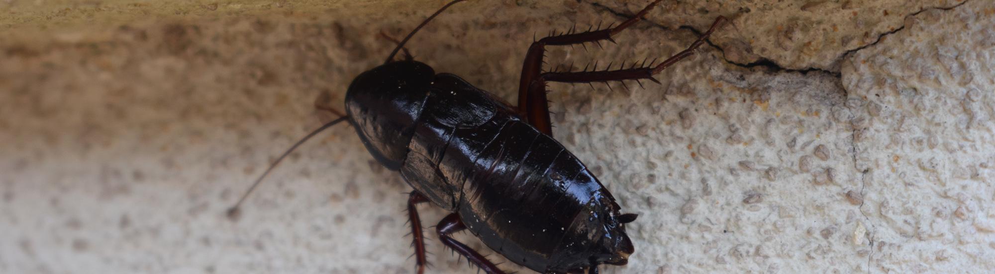 oriental cockroach outside of a house