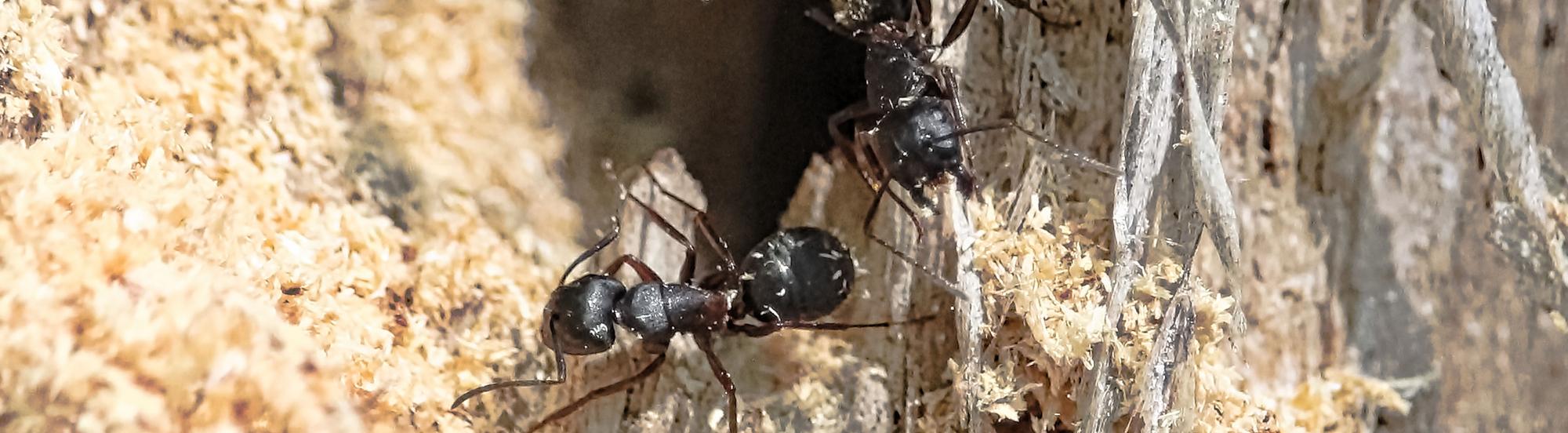 carpenter ant crawling in stump