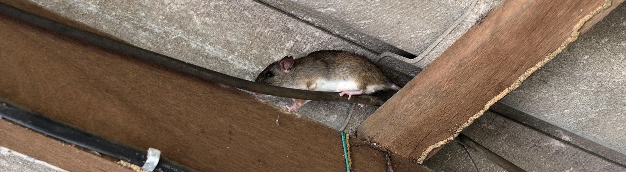 roof rat climbing in rafters