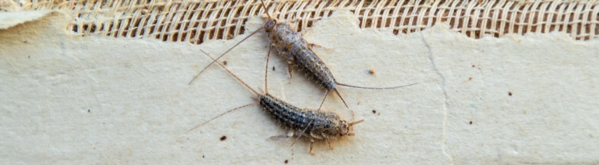 silverfish inside midwest home