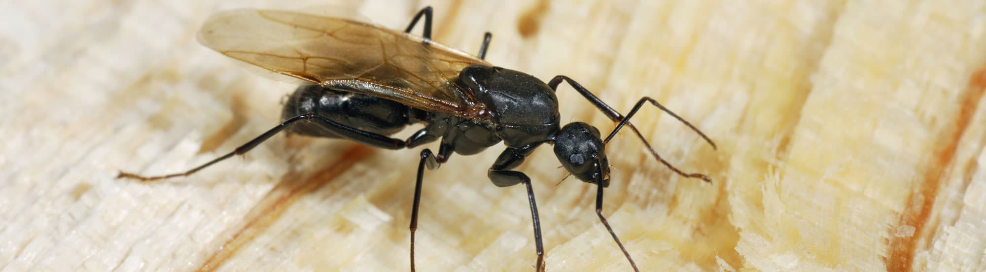 flying carpenter ant inside kansas city home