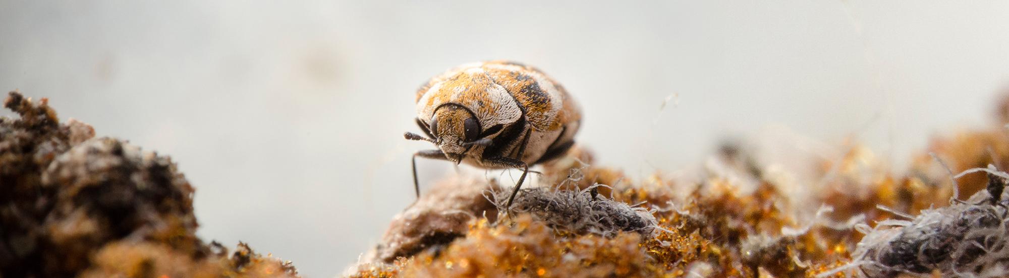 varied carpet beetle on rug
