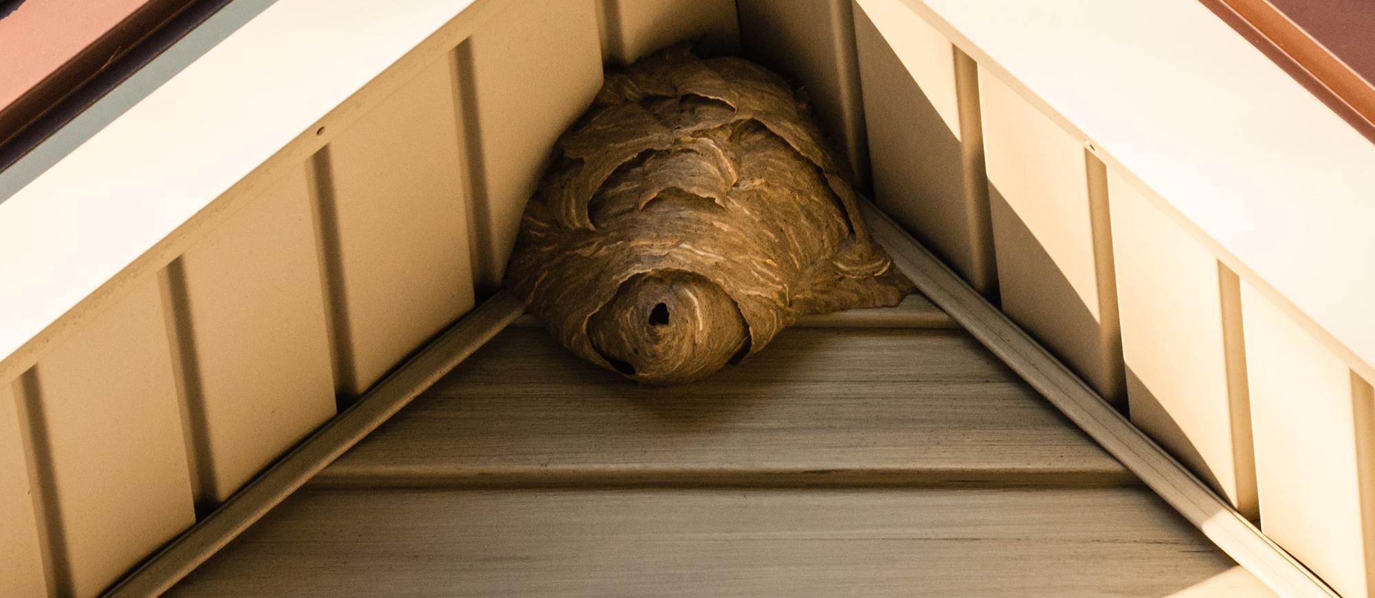 wasp nest in eave of home