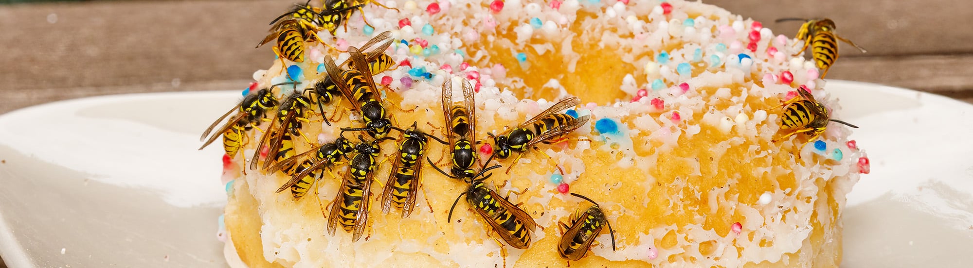 several wasps eating a sugary donut