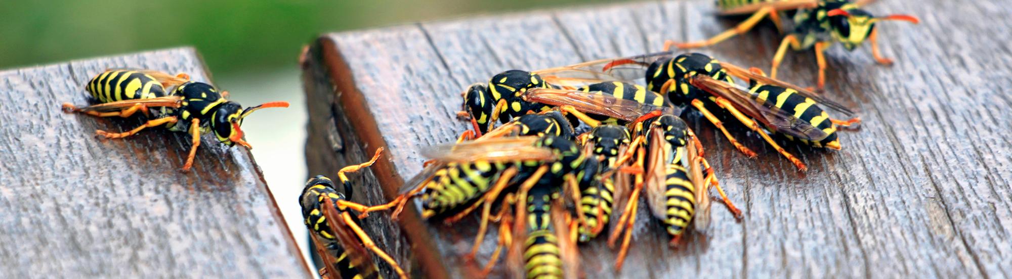 yellow jackets resting on picnic table