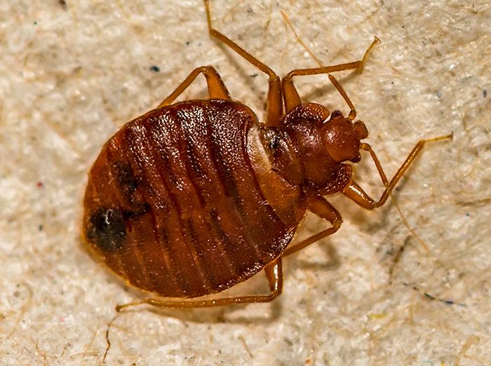 bed bug on a mattress