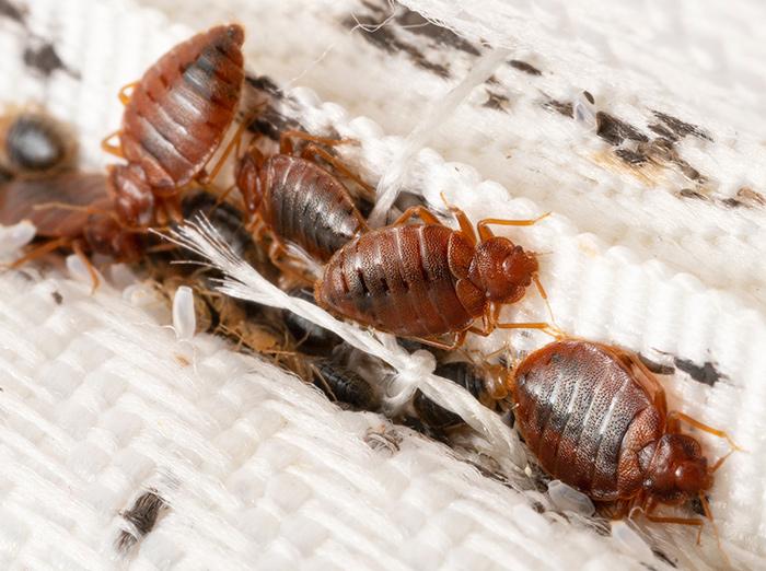 adult bed bugs on mattress seams in home