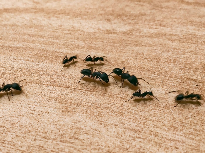 big black ants in kansas city home