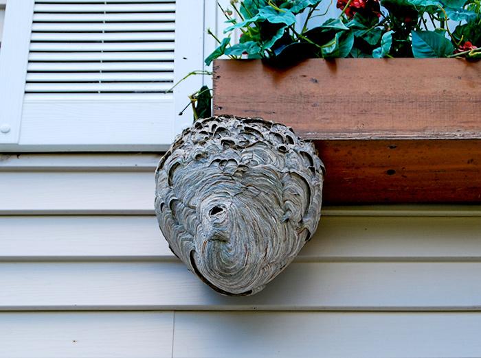 wasp nest on exterior of midwest home