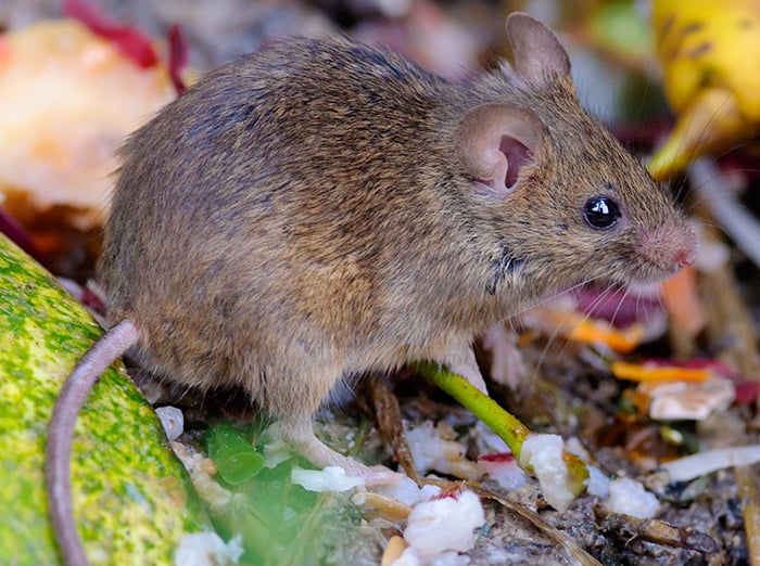 mouse in midwest yard