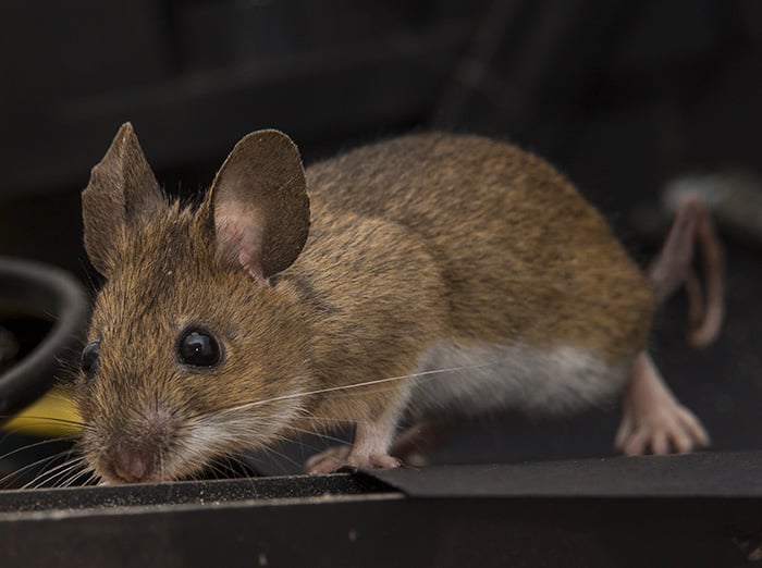 mouse in kansas city house