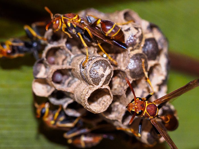 paper wasps building an aerial nest