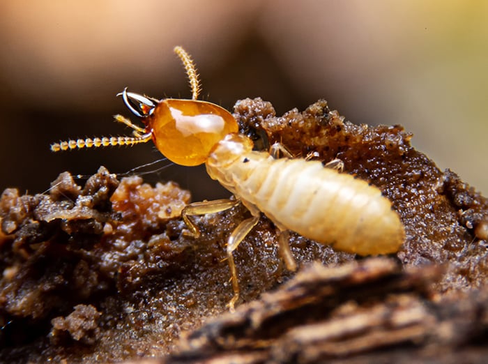 termite searching for food