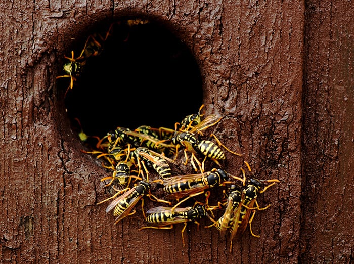 yellow jackets in kansas city