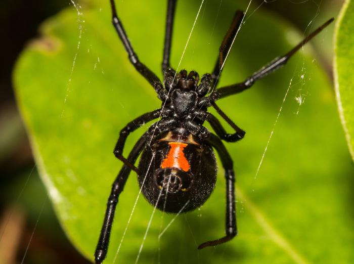 a single black widow spider outside