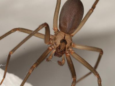 brown recluse spider in kansas city home