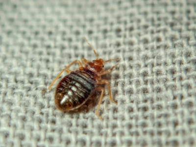 bed bug crawling