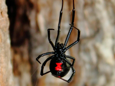 black widow